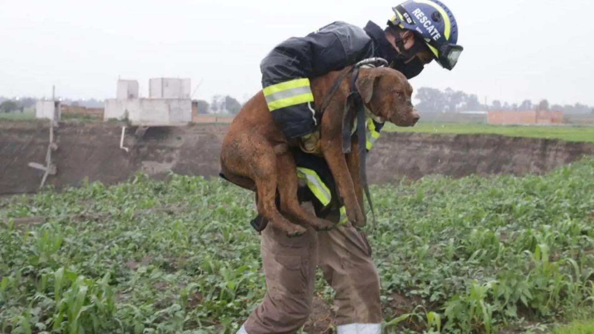 perro principal